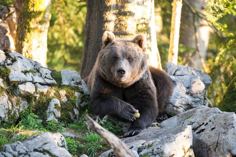 A brown bear lies between rocks in the front view