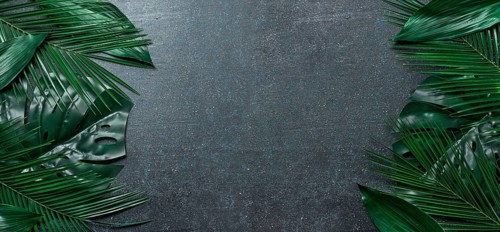Palm leaves on dark blue background. Tropical leaves top view or flat lay. Copy space for text or