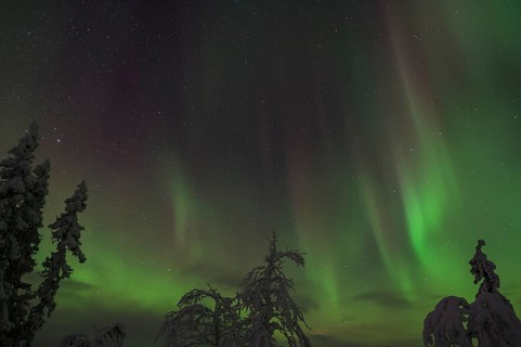 Northern Lights (Aurora borealis) over snow-covered trees, Gällivare, Norrbotten, Lapland, Sweden,