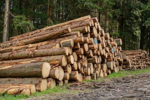 Pruned forest trees lie in a pile ready for collection