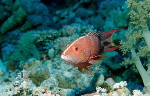 Crescent moon jewelled perch, Variola louti, Egypt, Zabargad, Zabarghad, Red Sea, Africa