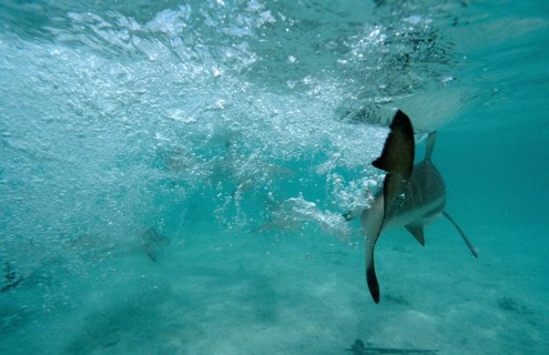 Blacktip reef sharks, feeding frenzy, Carcharhinus melanopterus, Malaysia, Pacific ocean, Borneo,