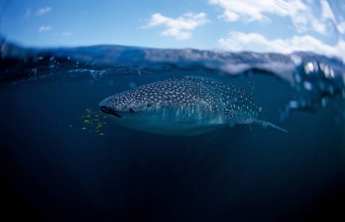 Whale shark, Rhincodon thypus, Madagascar, Africa, Indian Ocean, Africa