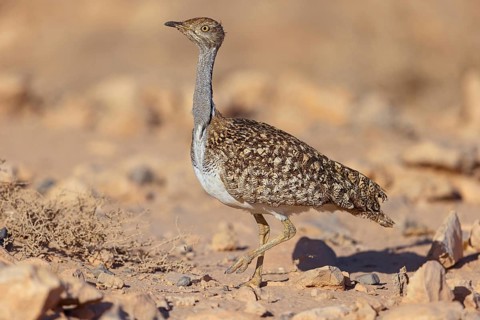 Sahara Houbara Bustard, (Chlamydotis undulata fuerteventurae, Europe, Spain, Canary Islands,