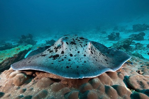 Black-spotted stingray, Taeniura meyeni, Indian Ocean, Maldives, Asia
