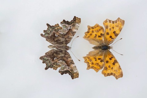 C-moth (Polygonia c-album)