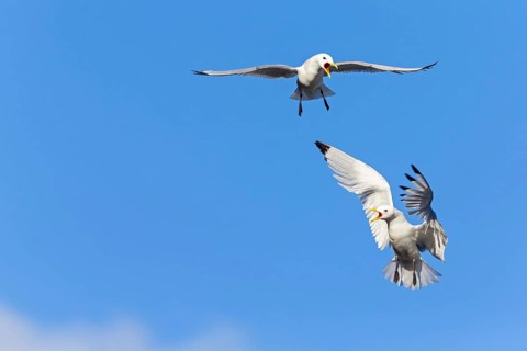 Kittiwake, (Rissa tridactyla), animals, birds, family of gulls, dispute between two gulls,