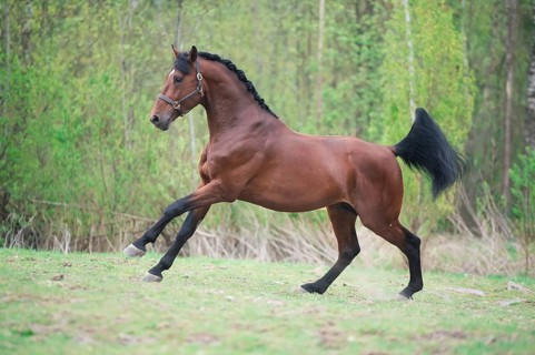 Running bay sportive horse. spring