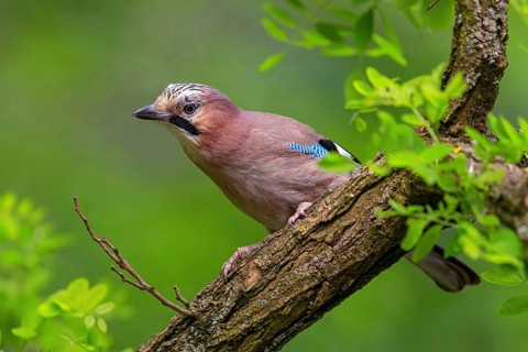 Jay, European Jay, Jay, eurasian jay (Garrulus glandarius), Geai des chênes, Arrendajo Común,
