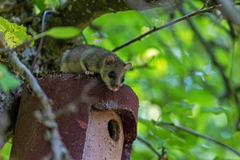 Dormouse (Glis glis), animals, mammals, dormice, nocturnal, rodents, sits on nesting box,