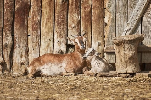 She-goat with Kid near the Wooden Wall of Barn Varna, Bulgaria, Europe