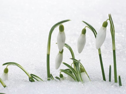 Snowdrops