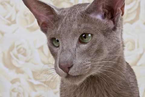 Male cat 1 year, portrait