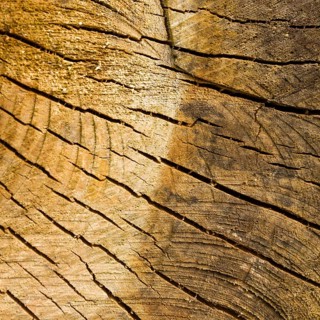 Tree stump background