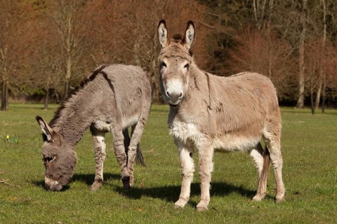 Donkey