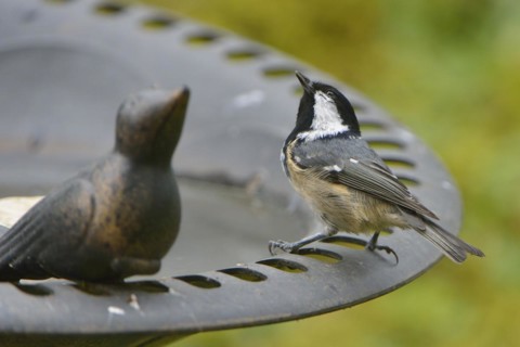 Coal Tit at the bird bath. Coal Tit, when feeding