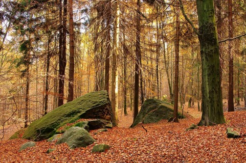 Sandsteinfelsen im Wald, sandstone rock in forest 11