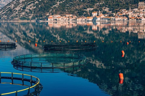 Fish farm in Montenegro. The farm for breeding and fish farming in the Bay of Kotor