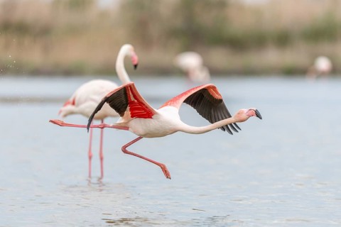 Flamingos (Phoenicopterus roseus) taking flight from a pond. Saintes Maries de la Mer, Parc naturel