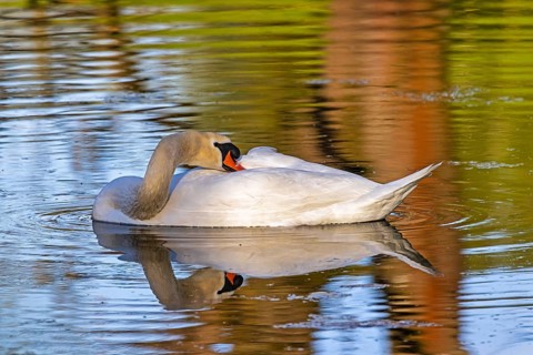 Wildlife Birds in Germany Swan