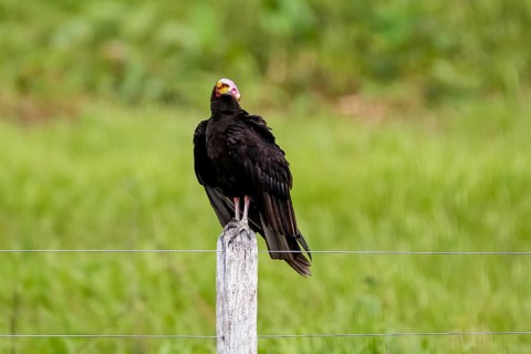 Lesser yellow-headed vulture perched on a wooden post against green background, Pantanal Wetlands,