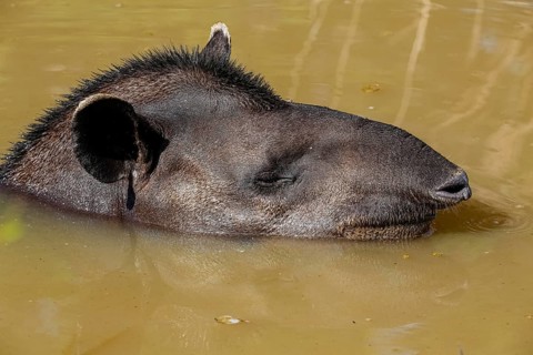 Close-up of a Tapir head in a muddy pond, side view face, Pantanal Wetlands, Mato Grosso, Brazil,