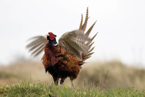 A pheasant flapping its wings during mating