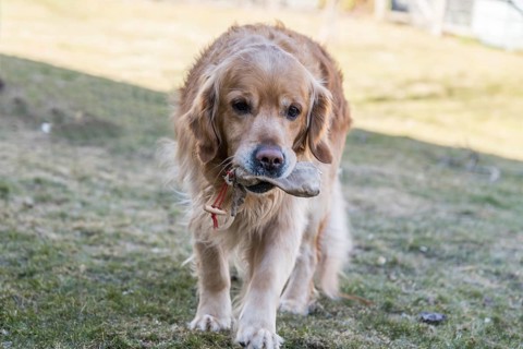 Dog training with Golden Retriever - companion dog and dog training