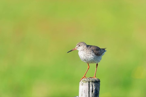 Common Redshank bird on pole