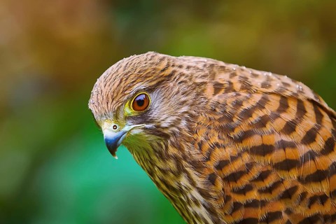 Portrait of Common Kestrel (Falco Tinnunculus) Obermaiselstein, Oberallgau, Germany, Europe