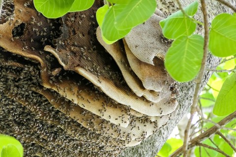 Close-up of a nest of Wild bees in a tree with green leaves, Pantanal Wetlands, Mato Grosso,