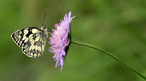Chessboard (Melanargia galathea)