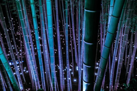 Small-diameter light-up of the bamboo grove (small desk Castle forest of citizen). Shooting