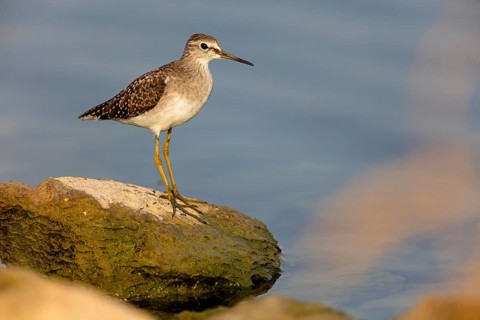 Wood Sandpiper, (Tringa glareola), Animals, Birds, Snipe family, Tirat Zvi Fish Ponds, Bet Shean