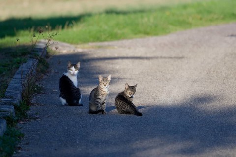 Curious cats in the village centre, cat, village gossip, gossip, curiosity, Michelfeld, Germany,