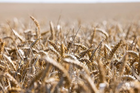 Endless views with golden ears of wheat under a bright sky, Coxhill, Shepherdswell, Dover, Kent,