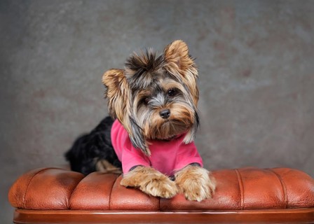 A Yorkshire Terrier standing on his hind legs, wearing a stylish pink outfit. Captured indoors