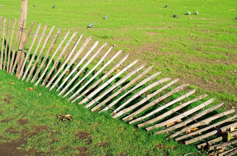Green grass and fallen wood fence