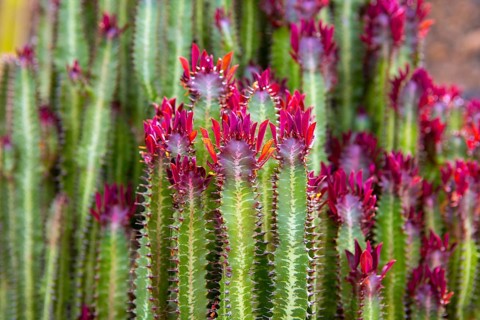 Lanzarote Guatiza cactus garden Euporbia Trigona from Namibia