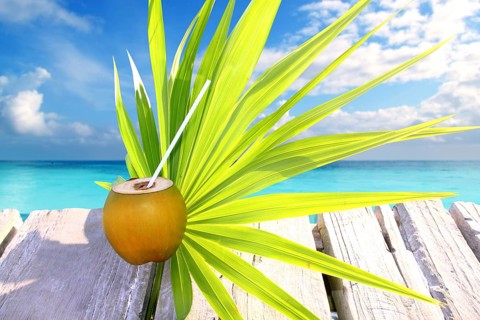 Coconut fresh in caribbean sea pier chit palm leaf tropical topic