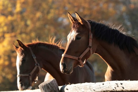 Mares in the pasture on a sunny morning
