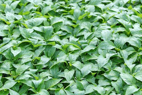 Pepper Seedlings, young foliage of pepper, Spring seedlings. Sprouts pepper