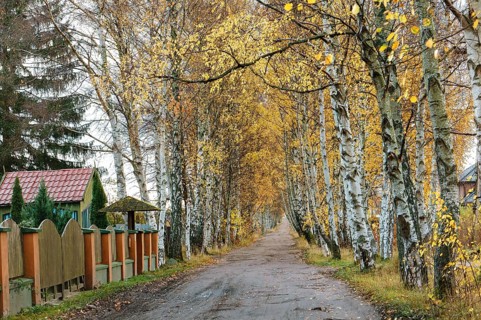 Birch on the edges of the road, autumn alley birch