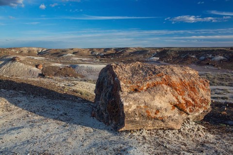 Petrified trees, Petrified Forest National Park, Arizona, USA, North America