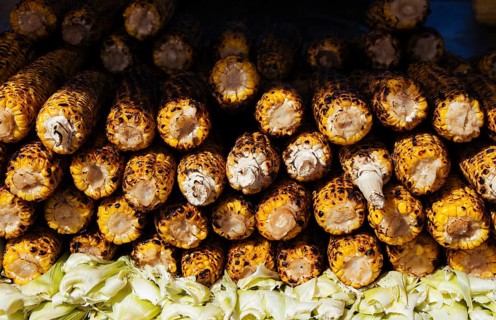 Roasted sweet corns on the grilled on barbecue grill