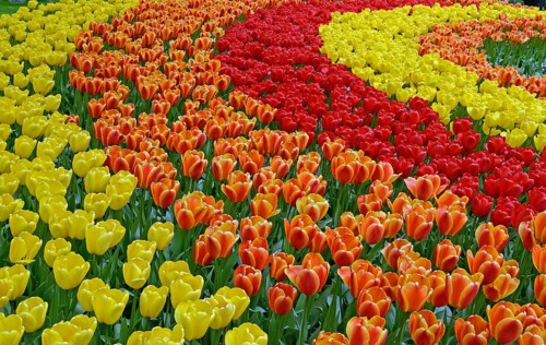 Tulip field