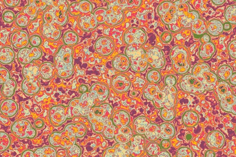 Shape of bacterial cell: cocci, bacilli, spirilla bacteria background