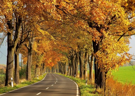 Golden October on Brandenburg's avenues