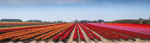 Tulip field with different colours in springtime as a panorama photograph. Tulip field with