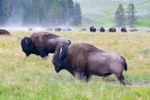 The herd bisons in Yellowstone National Park, Wyoming. USA. The Yellowstone Park bison herd in